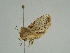  ( - BC ZSM Lep 51900)  @12 [ ] CreativeCommons - Attribution Non-Commercial Share-Alike (2011) Axel Hausmann/Bavarian State Collection of Zoology (ZSM) SNSB, Zoologische Staatssammlung Muenchen