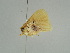  ( - BC ZSM Lep 51914)  @12 [ ] CreativeCommons - Attribution Non-Commercial Share-Alike (2011) Axel Hausmann/Bavarian State Collection of Zoology (ZSM) SNSB, Zoologische Staatssammlung Muenchen