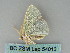  ( - BC ZSM Lep 54013)  @12 [ ] CreativeCommons - Attribution Non-Commercial Share-Alike (2011) Axel Hausmann/Bavarian State Collection of Zoology (ZSM) SNSB, Zoologische Staatssammlung Muenchen