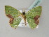  ( - BC ZSM Lep 54015)  @13 [ ] CreativeCommons - Attribution Non-Commercial Share-Alike (2011) Axel Hausmann/Bavarian State Collection of Zoology (ZSM) SNSB, Zoologische Staatssammlung Muenchen