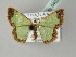  ( - BC ZSM Lep 54022)  @13 [ ] CreativeCommons - Attribution Non-Commercial Share-Alike (2011) Axel Hausmann/Bavarian State Collection of Zoology (ZSM) SNSB, Zoologische Staatssammlung Muenchen