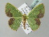  (Comibaena attenuata - BC ZSM Lep 54023)  @14 [ ] CreativeCommons - Attribution Non-Commercial Share-Alike (2011) Axel Hausmann/Bavarian State Collection of Zoology (ZSM) SNSB, Zoologische Staatssammlung Muenchen