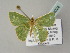  ( - BC ZSM Lep 54024)  @13 [ ] CreativeCommons - Attribution Non-Commercial Share-Alike (2011) Axel Hausmann/Bavarian State Collection of Zoology (ZSM) SNSB, Zoologische Staatssammlung Muenchen