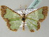  ( - BC ZSM Lep 54025)  @13 [ ] CreativeCommons - Attribution Non-Commercial Share-Alike (2011) Axel Hausmann/Bavarian State Collection of Zoology (ZSM) SNSB, Zoologische Staatssammlung Muenchen