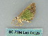  ( - BC ZSM Lep 54025)  @12 [ ] CreativeCommons - Attribution Non-Commercial Share-Alike (2011) Axel Hausmann/Bavarian State Collection of Zoology (ZSM) SNSB, Zoologische Staatssammlung Muenchen