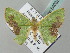  ( - BC ZSM Lep 54032)  @13 [ ] CreativeCommons - Attribution Non-Commercial Share-Alike (2011) Axel Hausmann/Bavarian State Collection of Zoology (ZSM) SNSB, Zoologische Staatssammlung Muenchen