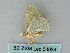  ( - BC ZSM Lep 54036)  @12 [ ] CreativeCommons - Attribution Non-Commercial Share-Alike (2011) Axel Hausmann/Bavarian State Collection of Zoology (ZSM) SNSB, Zoologische Staatssammlung Muenchen