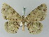  (Ophthalmitis rufilautaAH01Th - BC ZSM Lep 54039)  @14 [ ] CreativeCommons - Attribution Non-Commercial Share-Alike (2011) Axel Hausmann/Bavarian State Collection of Zoology (ZSM) SNSB, Zoologische Staatssammlung Muenchen