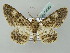  ( - BC ZSM Lep 54043)  @13 [ ] CreativeCommons - Attribution Non-Commercial Share-Alike (2011) Axel Hausmann/Bavarian State Collection of Zoology (ZSM) SNSB, Zoologische Staatssammlung Muenchen