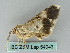  ( - BC ZSM Lep 54043)  @12 [ ] CreativeCommons - Attribution Non-Commercial Share-Alike (2011) Axel Hausmann/Bavarian State Collection of Zoology (ZSM) SNSB, Zoologische Staatssammlung Muenchen