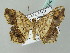  (Macaria AH01Th - BC ZSM Lep 54049)  @14 [ ] CreativeCommons - Attribution Non-Commercial Share-Alike (2011) Axel Hausmann/Bavarian State Collection of Zoology (ZSM) SNSB, Zoologische Staatssammlung Muenchen