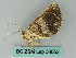  ( - BC ZSM Lep 54052)  @12 [ ] CreativeCommons - Attribution Non-Commercial Share-Alike (2011) Axel Hausmann/Bavarian State Collection of Zoology (ZSM) SNSB, Zoologische Staatssammlung Muenchen