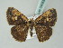  ( - BC ZSM Lep 54053)  @13 [ ] CreativeCommons - Attribution Non-Commercial Share-Alike (2011) Axel Hausmann/Bavarian State Collection of Zoology (ZSM) SNSB, Zoologische Staatssammlung Muenchen