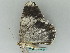  ( - BC ZSM Lep 54054)  @12 [ ] CreativeCommons - Attribution Non-Commercial Share-Alike (2011) Axel Hausmann/Bavarian State Collection of Zoology (ZSM) SNSB, Zoologische Staatssammlung Muenchen