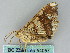  ( - BC ZSM Lep 54057)  @12 [ ] CreativeCommons - Attribution Non-Commercial Share-Alike (2011) Axel Hausmann/Bavarian State Collection of Zoology (ZSM) SNSB, Zoologische Staatssammlung Muenchen