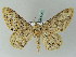  ( - BC ZSM Lep 54060)  @13 [ ] CreativeCommons - Attribution Non-Commercial Share-Alike (2011) Axel Hausmann/Bavarian State Collection of Zoology (ZSM) SNSB, Zoologische Staatssammlung Muenchen