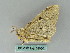  ( - BC ZSM Lep 54060)  @12 [ ] CreativeCommons - Attribution Non-Commercial Share-Alike (2011) Axel Hausmann/Bavarian State Collection of Zoology (ZSM) SNSB, Zoologische Staatssammlung Muenchen