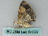  ( - BC ZSM Lep 54063)  @12 [ ] CreativeCommons - Attribution Non-Commercial Share-Alike (2011) Axel Hausmann/Bavarian State Collection of Zoology (ZSM) SNSB, Zoologische Staatssammlung Muenchen