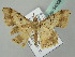  ( - BC ZSM Lep 54068)  @13 [ ] CreativeCommons - Attribution Non-Commercial Share-Alike (2011) Axel Hausmann/Bavarian State Collection of Zoology (ZSM) SNSB, Zoologische Staatssammlung Muenchen