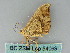  ( - BC ZSM Lep 54069)  @12 [ ] CreativeCommons - Attribution Non-Commercial Share-Alike (2011) Axel Hausmann/Bavarian State Collection of Zoology (ZSM) SNSB, Zoologische Staatssammlung Muenchen