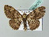  ( - BC ZSM Lep 54070)  @14 [ ] CreativeCommons - Attribution Non-Commercial Share-Alike (2011) Axel Hausmann/Bavarian State Collection of Zoology (ZSM) SNSB, Zoologische Staatssammlung Muenchen