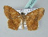  ( - BC ZSM Lep 54074)  @12 [ ] CreativeCommons - Attribution Non-Commercial Share-Alike (2011) Axel Hausmann/Bavarian State Collection of Zoology (ZSM) SNSB, Zoologische Staatssammlung Muenchen