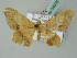  ( - BC ZSM Lep 54076)  @12 [ ] CreativeCommons - Attribution Non-Commercial Share-Alike (2011) Axel Hausmann/Bavarian State Collection of Zoology (ZSM) SNSB, Zoologische Staatssammlung Muenchen