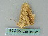  ( - BC ZSM Lep 54076)  @12 [ ] CreativeCommons - Attribution Non-Commercial Share-Alike (2011) Axel Hausmann/Bavarian State Collection of Zoology (ZSM) SNSB, Zoologische Staatssammlung Muenchen