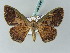  ( - BC ZSM Lep 54088)  @13 [ ] CreativeCommons - Attribution Non-Commercial Share-Alike (2011) Axel Hausmann/Bavarian State Collection of Zoology (ZSM) SNSB, Zoologische Staatssammlung Muenchen