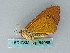  ( - BC ZSM Lep 54088)  @12 [ ] CreativeCommons - Attribution Non-Commercial Share-Alike (2011) Axel Hausmann/Bavarian State Collection of Zoology (ZSM) SNSB, Zoologische Staatssammlung Muenchen