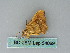  ( - BC ZSM Lep 54089)  @12 [ ] CreativeCommons - Attribution Non-Commercial Share-Alike (2011) Axel Hausmann/Bavarian State Collection of Zoology (ZSM) SNSB, Zoologische Staatssammlung Muenchen