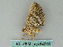  ( - BC ZSM Lep 54090)  @12 [ ] CreativeCommons - Attribution Non-Commercial Share-Alike (2011) Axel Hausmann/Bavarian State Collection of Zoology (ZSM) SNSB, Zoologische Staatssammlung Muenchen
