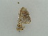  ( - BC ZSM Lep 55166)  @12 [ ] CreativeCommons - Attribution Non-Commercial Share-Alike (2011) Axel Hausmann/Bavarian State Collection of Zoology (ZSM) SNSB, Zoologische Staatssammlung Muenchen