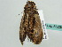  ( - BC ZSM Lep 55230)  @12 [ ] CreativeCommons - Attribution Non-Commercial Share-Alike (2011) Axel Hausmann/Bavarian State Collection of Zoology (ZSM) SNSB, Zoologische Staatssammlung Muenchen