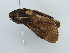  ( - BC ZSM Lep 55747)  @12 [ ] CreativeCommons - Attribution Non-Commercial Share-Alike (2011) Axel Hausmann/Bavarian State Collection of Zoology (ZSM) SNSB, Zoologische Staatssammlung Muenchen