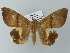  (Achaea catocaloides - BC ZSM Lep 55811)  @15 [ ] CreativeCommons - Attribution Non-Commercial Share-Alike (2012) Axel Hausmann/Bavarian State Collection of Zoology (ZSM) SNSB, Zoologische Staatssammlung Muenchen