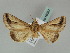  ( - BC ZSM Lep 56387)  @11 [ ] CreativeCommons - Attribution Non-Commercial Share-Alike (2011) Axel Hausmann/Bavarian State Collection of Zoology (ZSM) SNSB, Zoologische Staatssammlung Muenchen