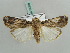 ( - BC ZSM Lep 56389)  @14 [ ] CreativeCommons - Attribution Non-Commercial Share-Alike (2011) Axel Hausmann/Bavarian State Collection of Zoology (ZSM) SNSB, Zoologische Staatssammlung Muenchen