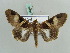  ( - BC ZSM Lep 56398)  @13 [ ] CreativeCommons - Attribution Non-Commercial Share-Alike (2011) Axel Hausmann/Bavarian State Collection of Zoology (ZSM) SNSB, Zoologische Staatssammlung Muenchen