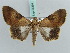  ( - BC ZSM Lep 56399)  @13 [ ] CreativeCommons - Attribution Non-Commercial Share-Alike (2011) Axel Hausmann/Bavarian State Collection of Zoology (ZSM) SNSB, Zoologische Staatssammlung Muenchen