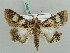  ( - BC ZSM Lep 56400)  @14 [ ] CreativeCommons - Attribution Non-Commercial Share-Alike (2011) Axel Hausmann/Bavarian State Collection of Zoology (ZSM) SNSB, Zoologische Staatssammlung Muenchen