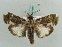  ( - BC ZSM Lep 56403)  @14 [ ] CreativeCommons - Attribution Non-Commercial Share-Alike (2011) Axel Hausmann/Bavarian State Collection of Zoology (ZSM) SNSB, Zoologische Staatssammlung Muenchen