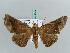  ( - BC ZSM Lep 56408)  @13 [ ] CreativeCommons - Attribution Non-Commercial Share-Alike (2011) Axel Hausmann/Bavarian State Collection of Zoology (ZSM) SNSB, Zoologische Staatssammlung Muenchen