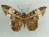  (Feigeria heriliaGB01 - BC ZSM Lep 56414)  @11 [ ] CreativeCommons - Attribution Non-Commercial Share-Alike (2011) Axel Hausmann/Bavarian State Collection of Zoology (ZSM) SNSB, Zoologische Staatssammlung Muenchen