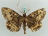  ( - BC ZSM Lep 56417)  @12 [ ] CreativeCommons - Attribution Non-Commercial Share-Alike (2011) Axel Hausmann/Bavarian State Collection of Zoology (ZSM) SNSB, Zoologische Staatssammlung Muenchen