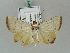  ( - BC ZSM Lep 56419)  @11 [ ] CreativeCommons - Attribution Non-Commercial Share-Alike (2011) Axel Hausmann/Bavarian State Collection of Zoology (ZSM) SNSB, Zoologische Staatssammlung Muenchen