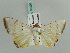  ( - BC ZSM Lep 56420)  @12 [ ] CreativeCommons - Attribution Non-Commercial Share-Alike (2011) Axel Hausmann/Bavarian State Collection of Zoology (ZSM) SNSB, Zoologische Staatssammlung Muenchen