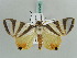  ( - BC ZSM Lep 56422)  @13 [ ] CreativeCommons - Attribution Non-Commercial Share-Alike (2011) Axel Hausmann/Bavarian State Collection of Zoology (ZSM) SNSB, Zoologische Staatssammlung Muenchen