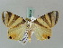  ( - BC ZSM Lep 56423)  @13 [ ] CreativeCommons - Attribution Non-Commercial Share-Alike (2011) Axel Hausmann/Bavarian State Collection of Zoology (ZSM) SNSB, Zoologische Staatssammlung Muenchen
