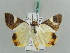  ( - BC ZSM Lep 56427)  @14 [ ] CreativeCommons - Attribution Non-Commercial Share-Alike (2011) Axel Hausmann/Bavarian State Collection of Zoology (ZSM) SNSB, Zoologische Staatssammlung Muenchen